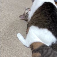 猫の上に馬乗りになっている猫