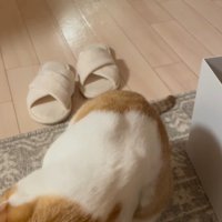 飼い主の手に頭を擦り寄せる猫