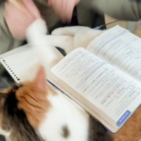 勉強をする男の子の手にパンチをする猫