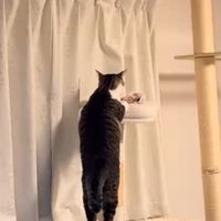 キャットタワーの上から覗くそぼろくん