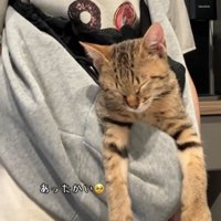 抱っこ紐の中で眠る猫