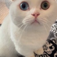 正面を見つめる白猫