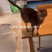 赤ちゃんを抱っこした女性と猫