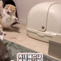ケンカする猫