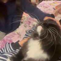 人に撫でられている猫