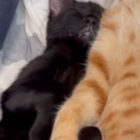 茶トラ猫にくっついて眠る黒猫