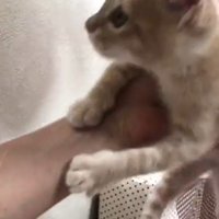 持ち上げられる猫