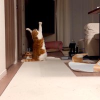 後ろ足で立ち上がり、宙に前足を伸ばす猫