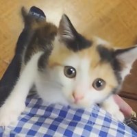 人の足にしがみつき見上げる子猫