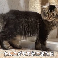 警戒している猫