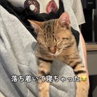 抱っこ紐の中で眠る子猫