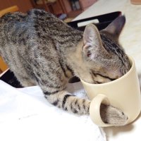 マグカップの取っ手に手を入れて水を飲む猫