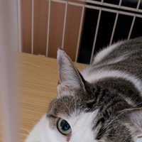 くつろぐ猫