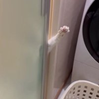 脱衣所と猫の手