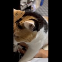 布団に入ろうとしているミケ2