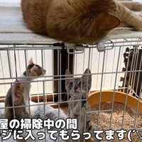 ケージの中の子猫とケージの上に乗っている猫