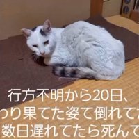 やせている猫