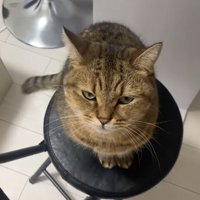 椅子の上で飼い主を見る猫