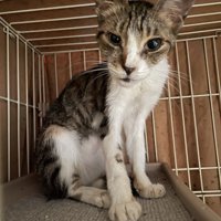 痩せている猫