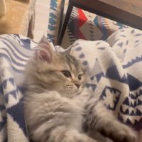 人にマッサージされている猫