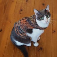 ニットを着ている猫