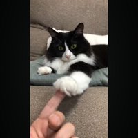 前足を上に