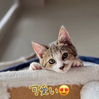 下をのぞく子猫の顔