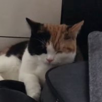 寝ている猫