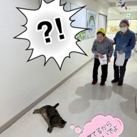 床で寝ている猫