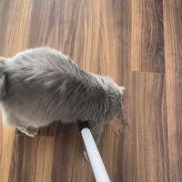 掃除機のヘッドをまたぐ猫
