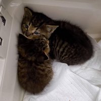 隅で固まる2匹の子猫