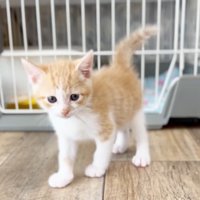 こちらを向いた姿