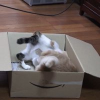 ダンボールの中にいる2匹の猫