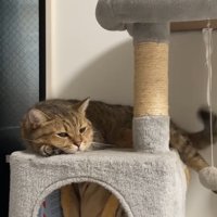 伏せて尻尾をフリフリ