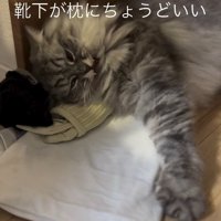 靴下を枕にする猫