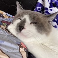 布団の上でくつろぐ白グレー猫