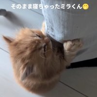 立ったまま眠る猫