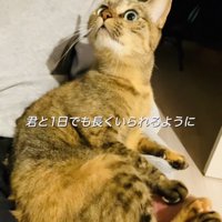 投稿主さんに抱っこされる保護猫