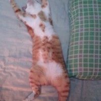 大の字で寝る猫