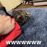 赤いバッグから顔だけ出している猫