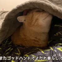 テロップ「これはまた～」