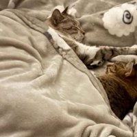 寝ている2匹の猫