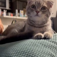 ブラッシングされている猫