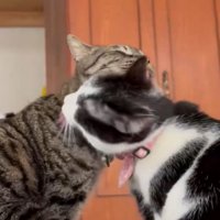 お互いの毛づくろいをする2匹の猫