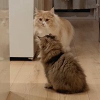 カメラ目線の猫