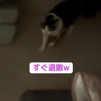 退散する猫