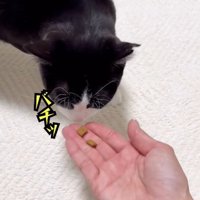 手からエサを食べようとする猫