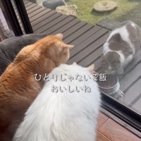 猫に見られながらごはんを食べる猫