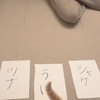 3枚の紙と猫