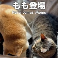 毛づくろいをしあう2匹の猫の間にはいる柴犬